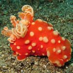 Gymnodoris aurita