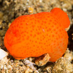 Gymnodoris citrina