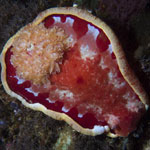 Hexabranchus sanguineus