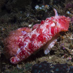 Hexabranchus lacer