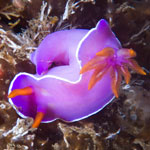 Hypselodoris bullockkii