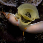 Hypselodoris bullockkii
