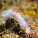 Hypselodoris bullockkii