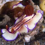 Hypselodoris emma