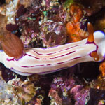 Hypselodoris emma