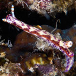 Hypselodoris maculosa (Pease, 1871)
