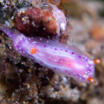 Hypselodoris maculosa (Pease, 1871)