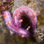 Hypselodoris maculosa (Pease, 1871)