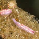 Hypselodoris maculosa (Pease, 1871)