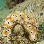 Hypselodoris tryoni (Garrett, 1873)
