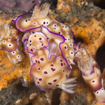 Hypselodoris tryoni (Garrett, 1873)