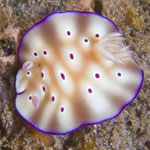 Hypselodoris tryoni (Garrett, 1873)