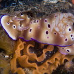 Hypselodoris tryoni (Garrett, 1873)