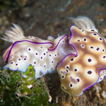 Hypselodoris tryoni (Garrett, 1873)