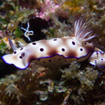Hypselodoris tryoni (Garrett, 1873)