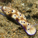 Hypselodoris tryoni (Garrett, 1873)