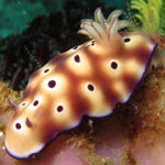 Hypselodoris tryoni (Garrett, 1873)
