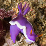 Hypselodoris variobranchia