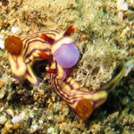 Hypselodoris whitei