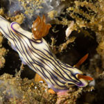 Hypselodoris zephyra