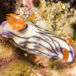 Hypselodoris zephyra