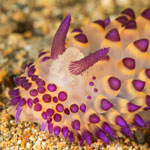 Janolus sp. 2