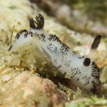 Jorunna funebris