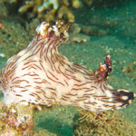 Jorunna rubescens