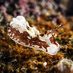 Murphydoris cf. adusta