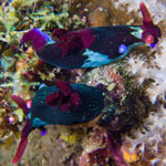 Nembrotha chamberlaini