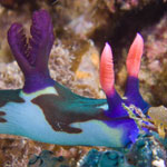 Nembrotha chamberlaini