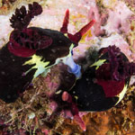 Nembrotha chamberlaini