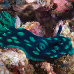 Nembrotha cristata