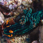 Nembrotha kubaryana Bergh, 1877