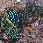 Nembrotha kubaryana Bergh, 1877