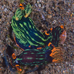 Nembrotha kubaryana Bergh, 1877