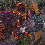 Nembrotha kubaryana Bergh, 1877