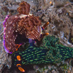 Nembrotha kubaryana Bergh, 1877