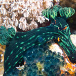 Nembrotha kubaryana Bergh, 1877