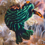 Nembrotha kubaryana Bergh, 1877