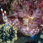 Nembrotha lineolata