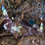 Nembrotha lineolata