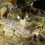 Nembrotha lineolata