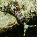 Nembrotha lineolata
