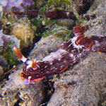 Nembrotha livingstonei