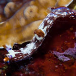 Nembrotha livingstonei