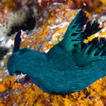 Nembrotha milleri