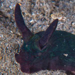 Nembrotha milleri