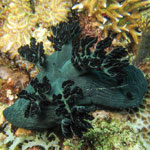 Nembrotha milleri