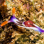 Nembrotha sp. 2 
